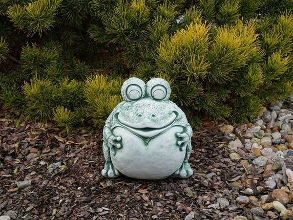 Funny frog