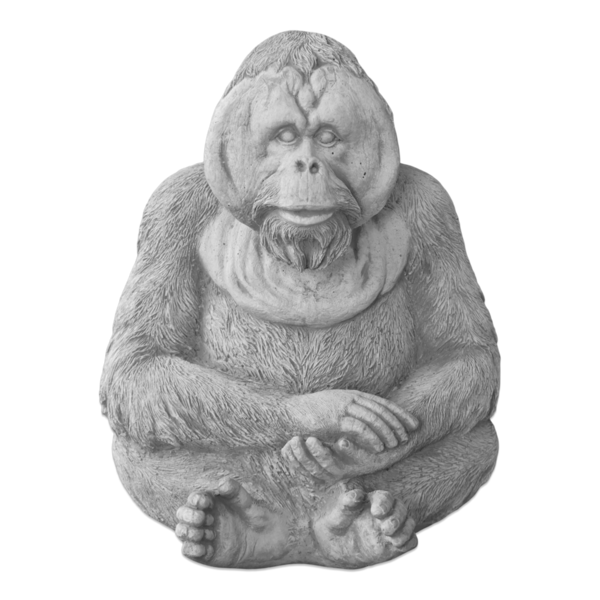 Monkey orangutan ape