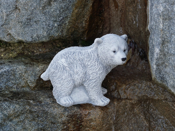 Eisbär Polarbär Jungen Knut