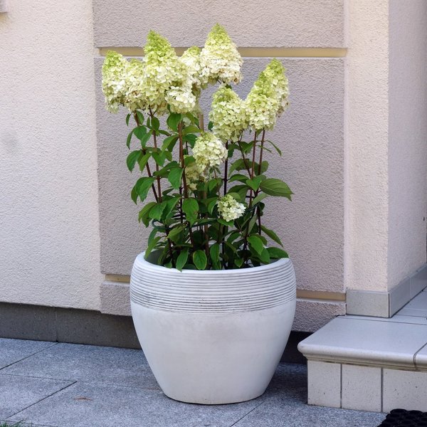 Large flower pot with relief